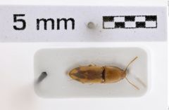 Foto (Dorsalansicht) von Conoderus productus (NHMW-ZOO-COL-0008017)